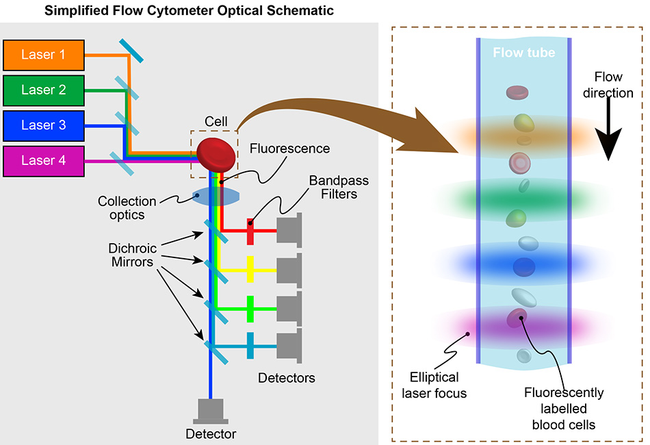 フローサイトメーターの光学系の概略図