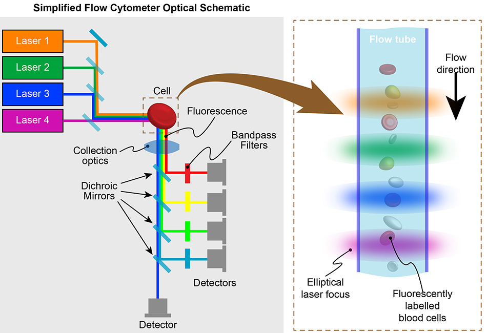 简化的流式细胞分析仪光学示意图