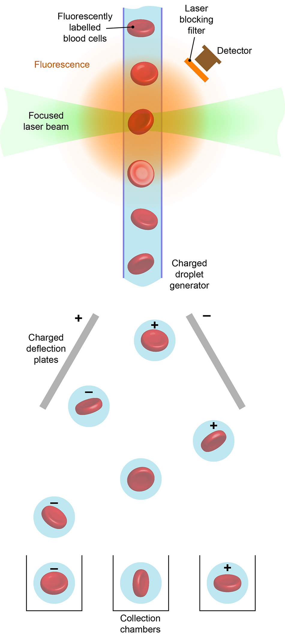 Cell Sorting with Flow Cytometry