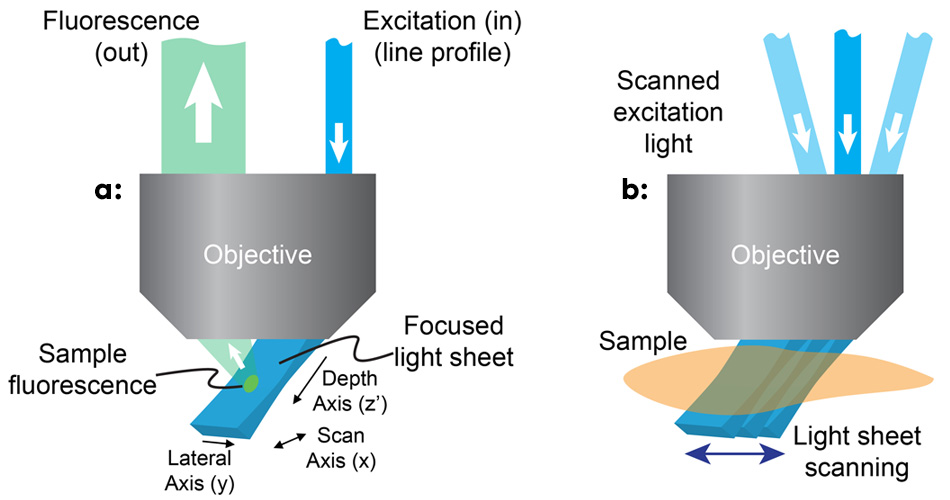 High-resolution, multicolor 3D imaging at the speed of life 掃引共焦点配置平面励起(SCAPE)顕微鏡