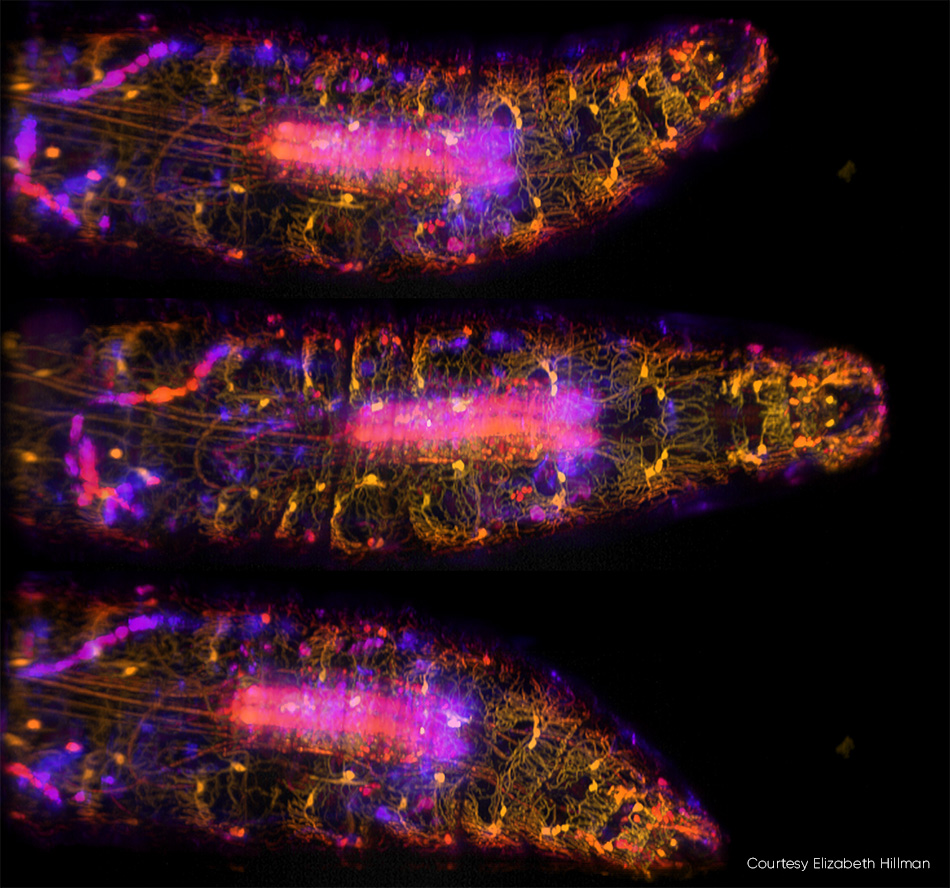 Moving Drosophila Larva Captured by SCAPE 2.0 at 10 vps