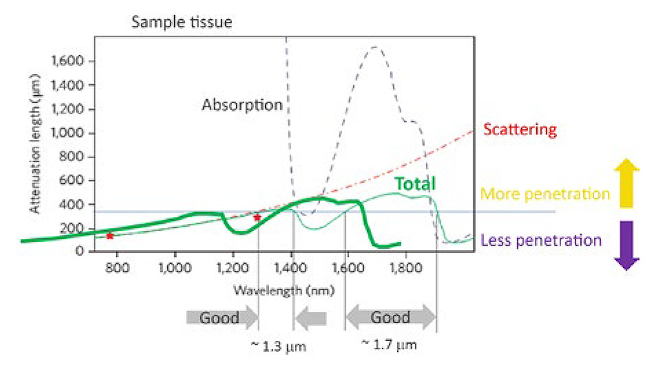 Penetration Depth for Ultrafast Lasers in Live Brain Tissue