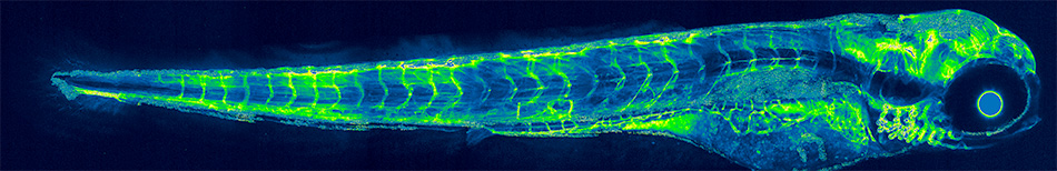 zebrafish4dpf-axon920-projection.jpg