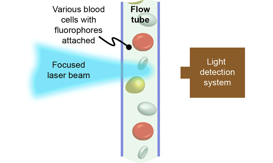 フローサイトメトリーレーザを通過する血液細胞