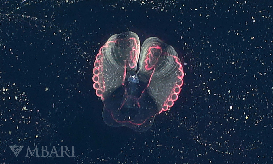 レーザ光でキャプチャされた巨大幼生オタマボヤの画像