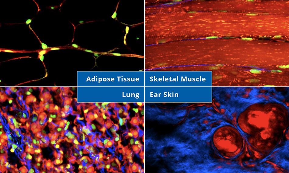 Axon 레이저는 생체 내 이광자 이미징을 가능하게 합니다.