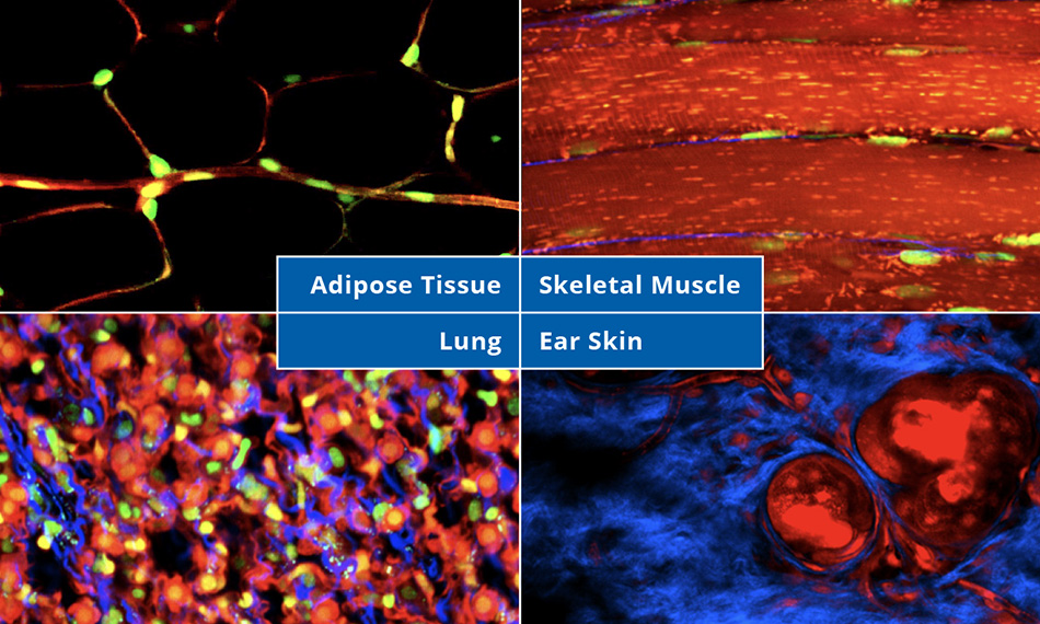 Axon laser enable intravital two-photon imaging