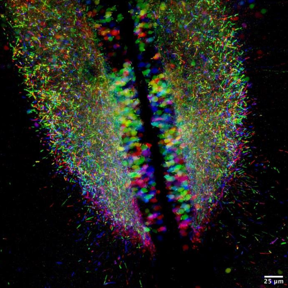 u-o-t-zebrafish.jpg University of Toronto