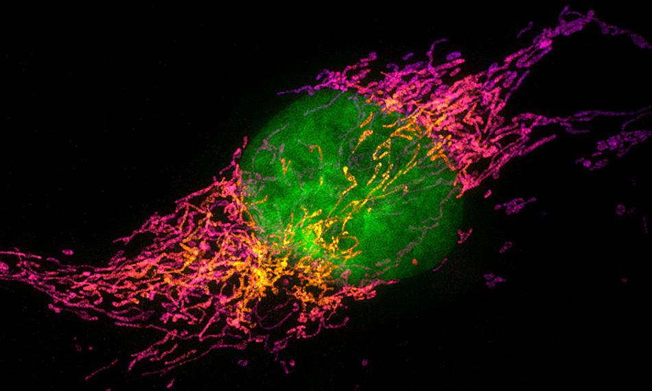 VERMEIDEN VON BIOFLUORESZENZ